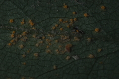 Coleosporium solidaginis