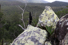 Dendrobium speciosum