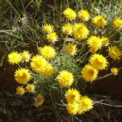 Leucochrysum albicans albicans