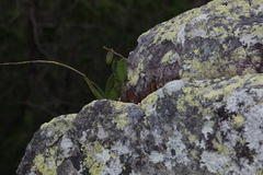 Dendrobium speciosum