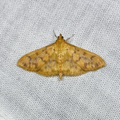 Patania balteata