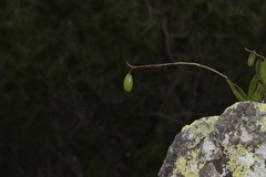 Dendrobium speciosum