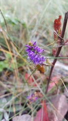 Veronica spicata