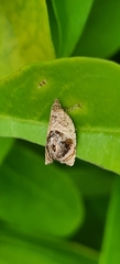 Acroceuthes metaxanthana