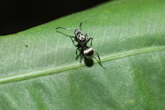 Polyrhachis