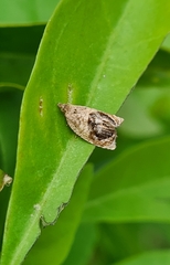 Acroceuthes metaxanthana
