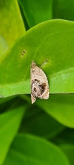 Acroceuthes metaxanthana