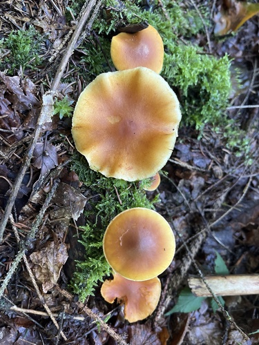 Common Rustgill