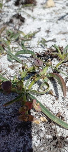 Image of Euphorbia silenifolia by (c) Adele SL, some rights reserved (CC BY)