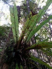 Thamnopteris