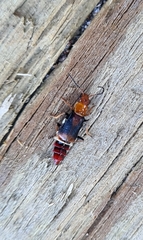 Carphurus fasciculatus
