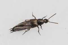 Staphylinidae