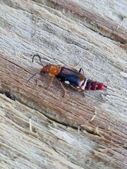 Carphurus fasciculatus