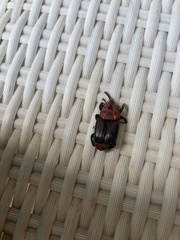 Rhynchophorus ferrugineus