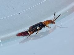 Carphurus fasciculatus