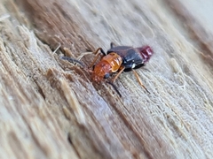 Carphurus fasciculatus