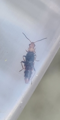 Carphurus fasciculatus