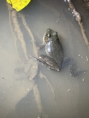 Platyplectrum fletcheri