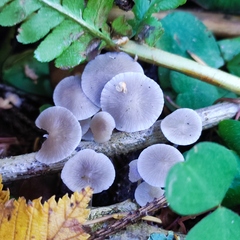 Strobilurus conigenus