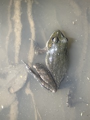 Platyplectrum fletcheri