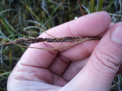 Carex aquatilis stans