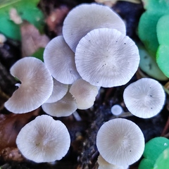 Strobilurus conigenus