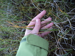 Carex aquatilis stans