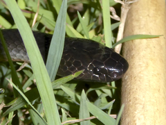 Cryptophis nigrescens
