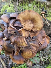 Armillaria mellea
