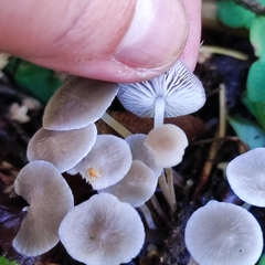 Strobilurus conigenus