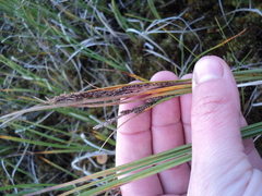 Carex aquatilis stans