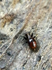 Epipsocidae