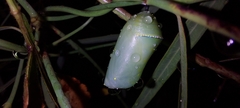 Danaus chrysippus
