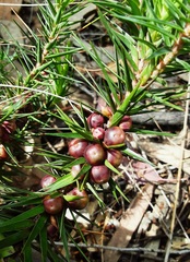 Melichrus erubescens