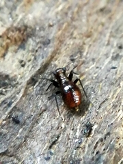 Epipsocidae