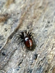 Epipsocidae