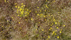 Senecio bombayensis