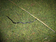 Cryptophis nigrescens