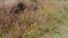 Senecio bombayensis