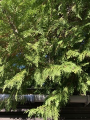 Chamaecyparis lawsoniana