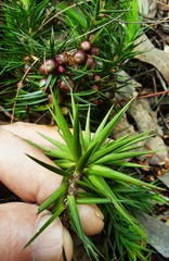 Melichrus erubescens