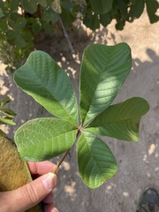 Vitex doniana