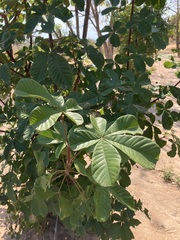 Vitex doniana