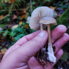 Rhodocollybia asema