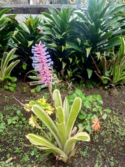 Aechmea gamosepala