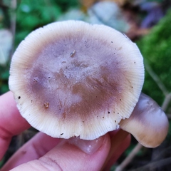 Rhodocollybia asema