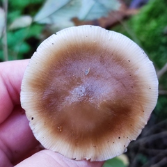 Rhodocollybia asema