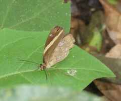 Xanthotaenia busiris