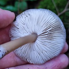 Rhodocollybia asema