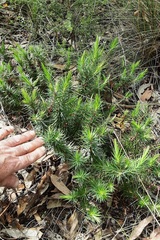 Melichrus erubescens